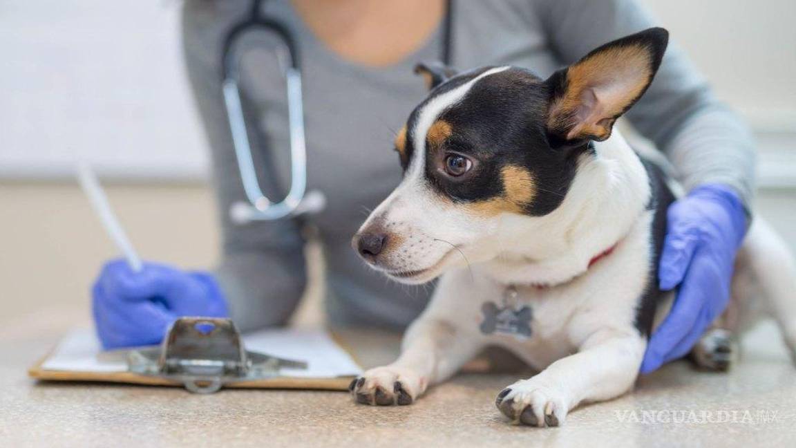 ¡Guau! Anuncia Farmacias del Ahorro entrada al segmento de mascotas