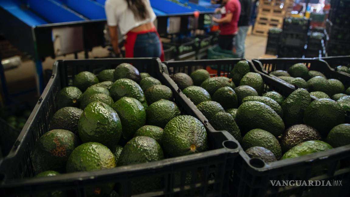 $!Aguacates en una planta de empaque en Uruapan, Michoacán. México y Canadá son dos de los mayores exportadores de frutas y verduras frescas a Estados Unidos.