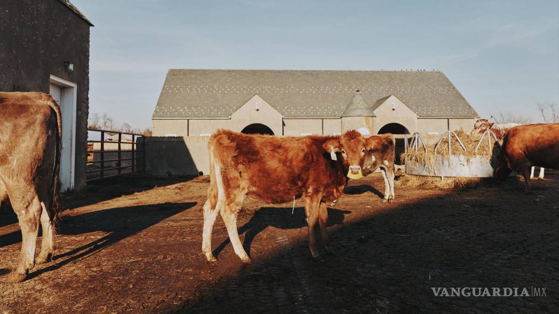 $!Al menos una persona ha sido diagnosticada con gripe aviar en Texas tras haber estado en contacto con vacas lecheras presuntamente infectadas.