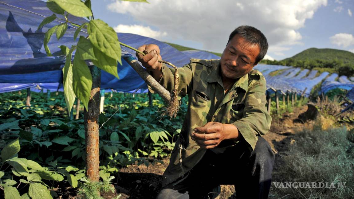 $!Un agricultor trabaja en una plantación de ginseng en una zona montañosa de Longjing, China.