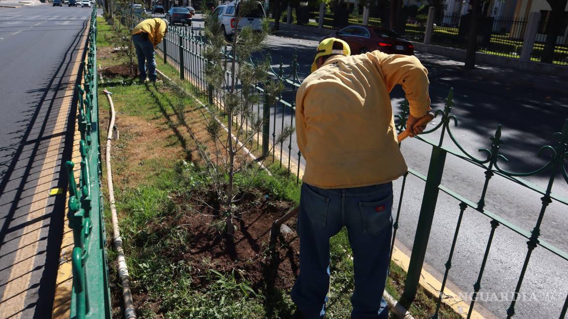 $!Se refuerzan las labores de jardinería en el camellón del bulevar Venustiano Carranza, como parte de la estrategia de embellecimiento urbano.