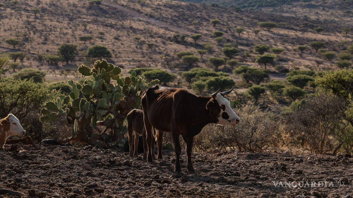 Unión Ganadera de Sonora celebra reapertura de frontera con Estados Unidos