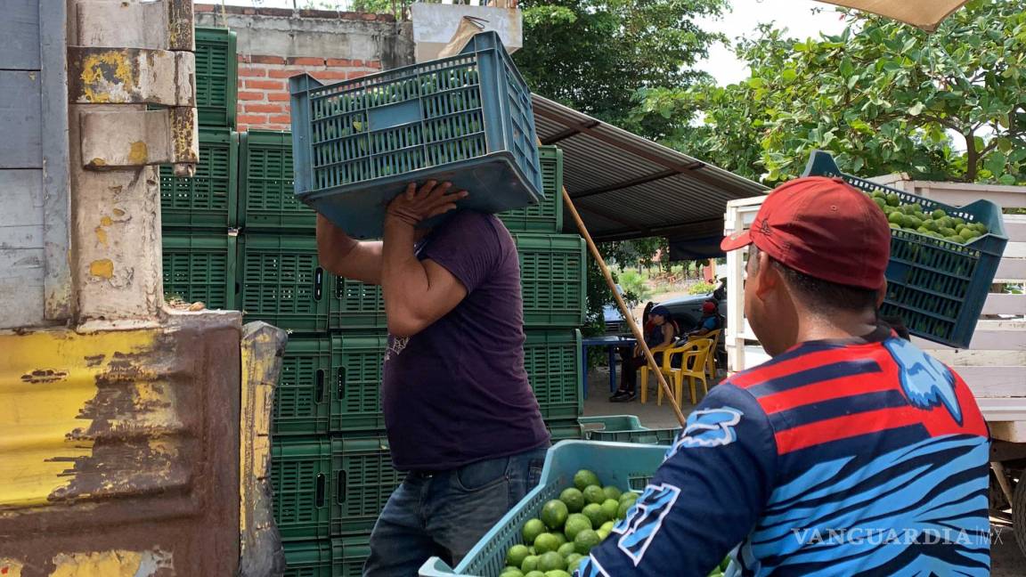 Pese a despliegue de fuerzas federales, limoneros siguen pagando extorsión al crimen organizado