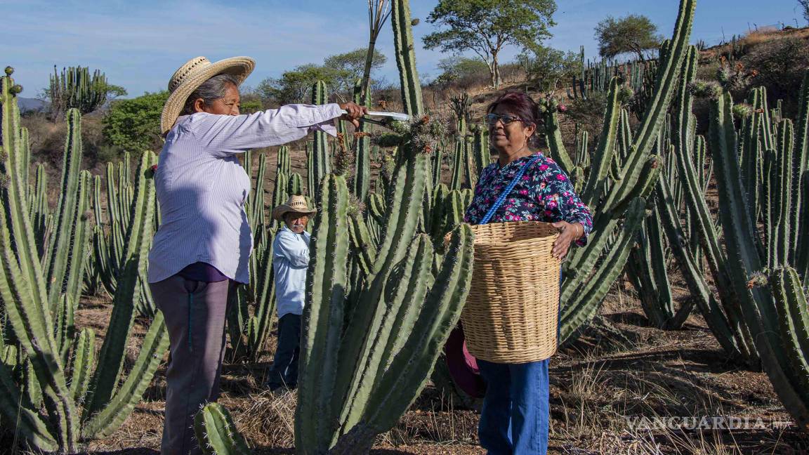 Aranceles de Trump preocupan a productores de pitaya en Oaxaca