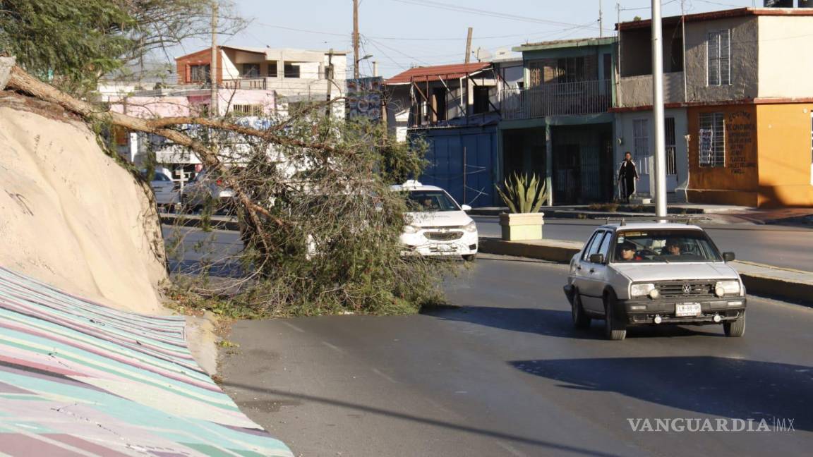 $!Protección Civil y Bomberos han atendido varios reportes relacionados con los estragos causados por el fuerte viento.