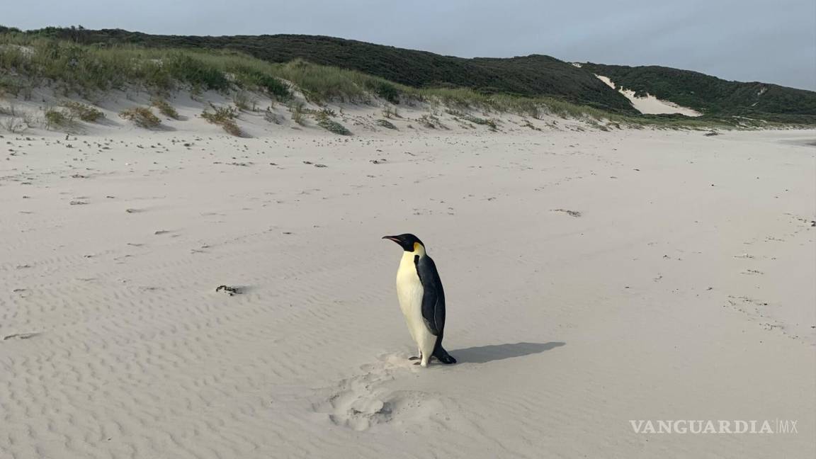 Tras un viaje de más de 3,000 kilómetros, un pingüino termina en una playa australiana