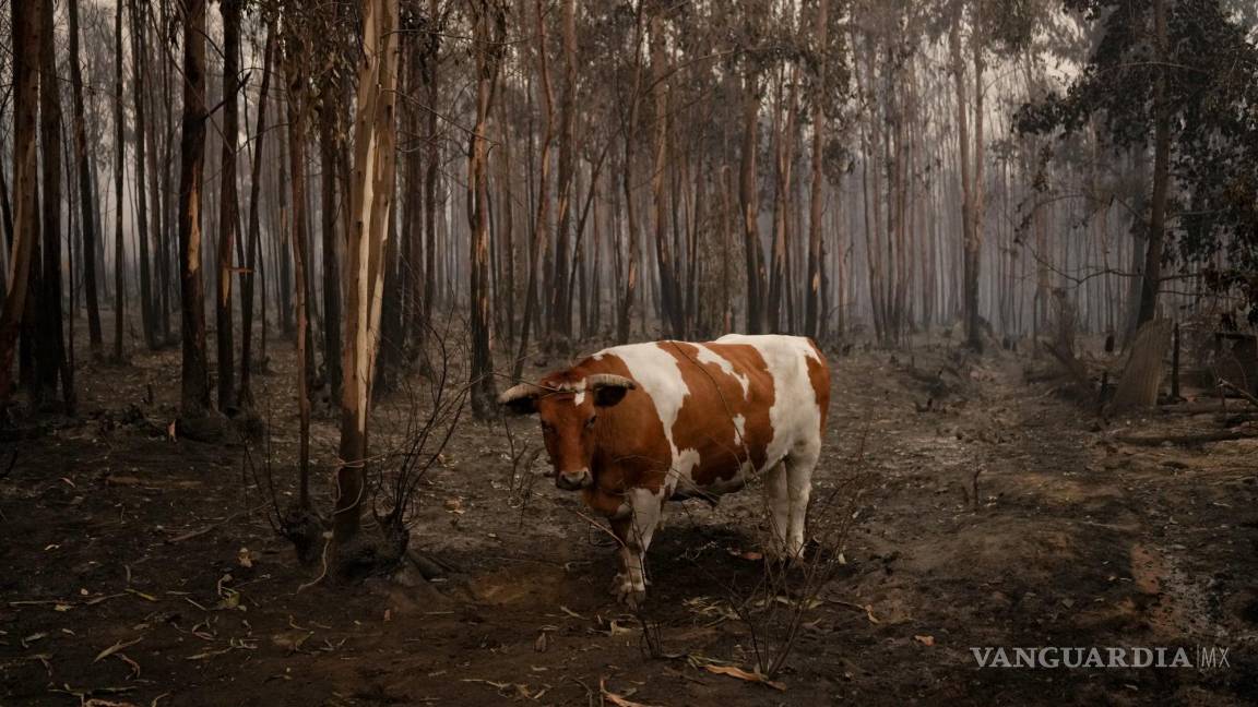 Azotan incendios forestales a Chile; suman 26 muertes
