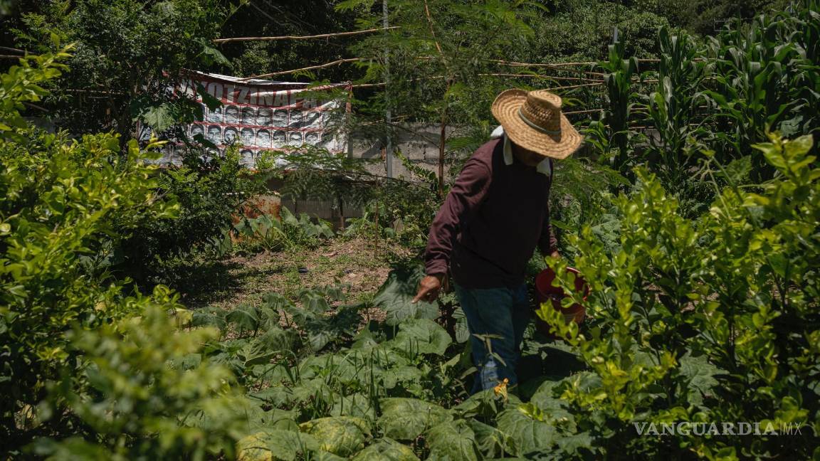 $!Clemente Rodríguez, cuyo hijo Christian es uno de los 43 estudiantes desaparecidos hace 10 años, trabaja su cultivo de maíz en Tixtla, en el estado de Guerrero, México.