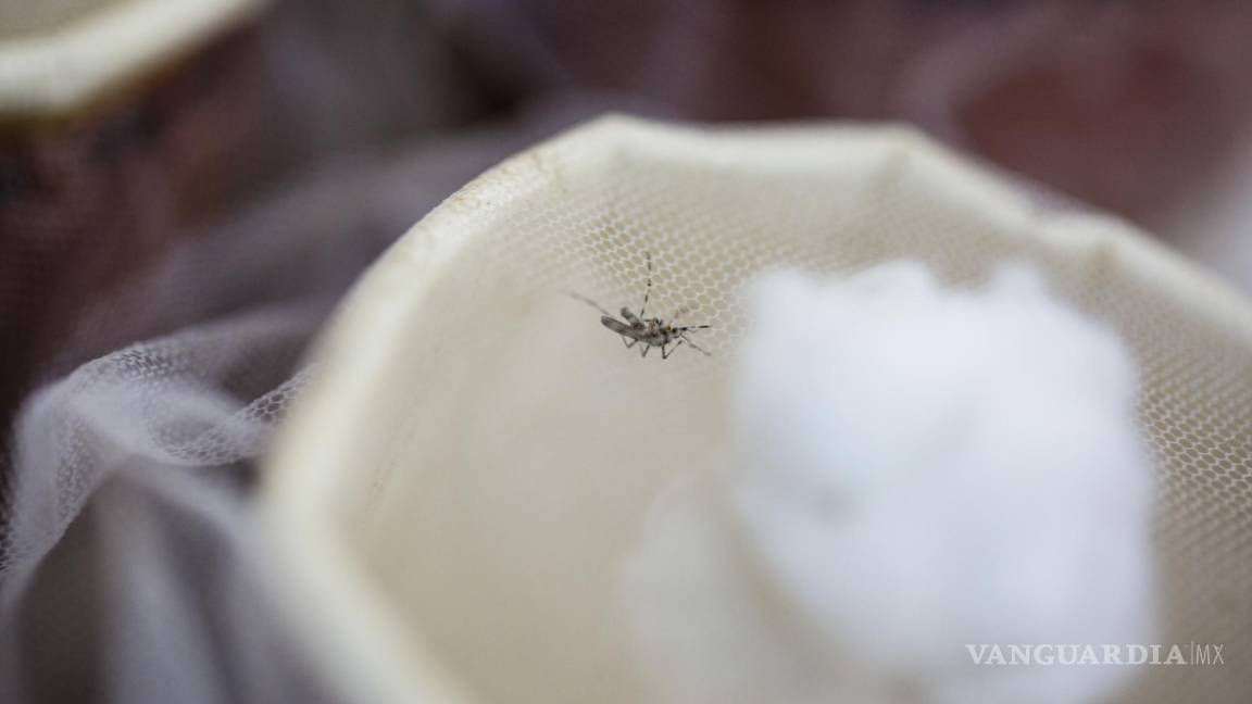 Los mosquitos son una amenaza pública creciente que revierte años de progreso