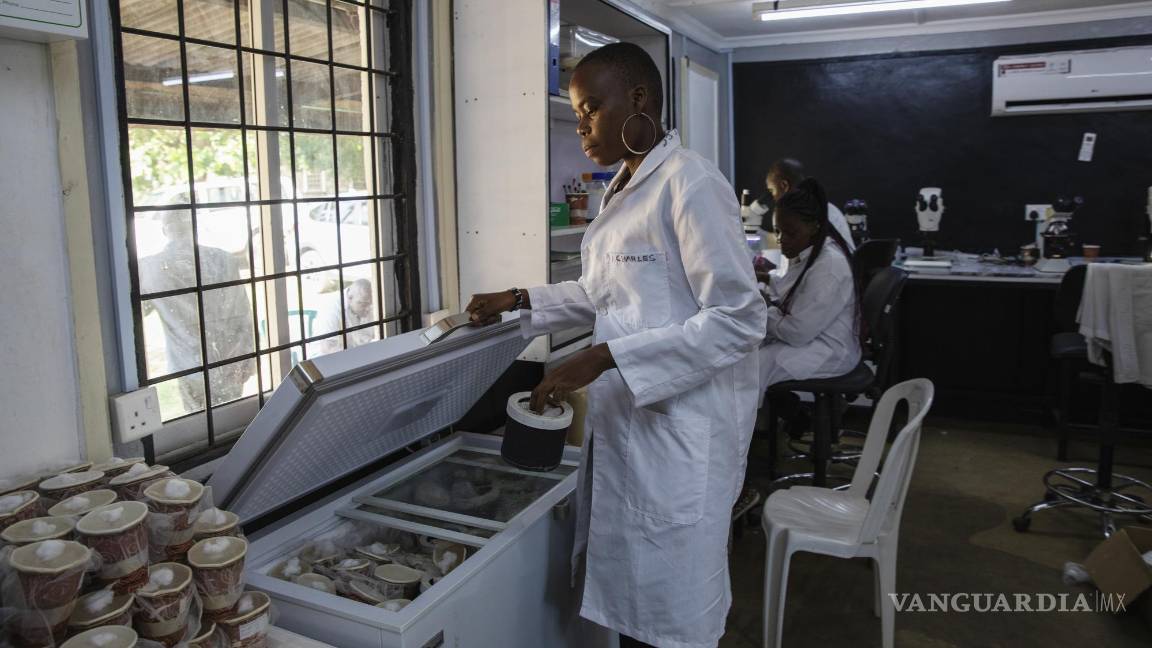 $!Hace menos de una década, eran los humanos quienes parecían haber obtenido una clara ventaja en la lucha, de más de un siglo, contra el mosquito.