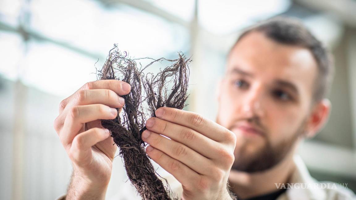 $!Fibras vegetales de hojas de árboles utilizadas para fabricar papel. Su empresa usa estos residuos para producir productos de papel que son biodegradables.