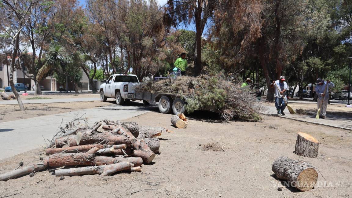 Por plaga talan árboles en plaza de la República de Saltillo