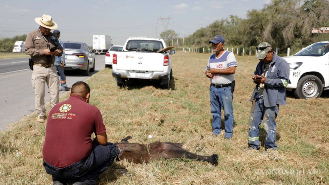 Atropella y matan en Escobedo, Nuevo León, a osa de 60 kilos de peso