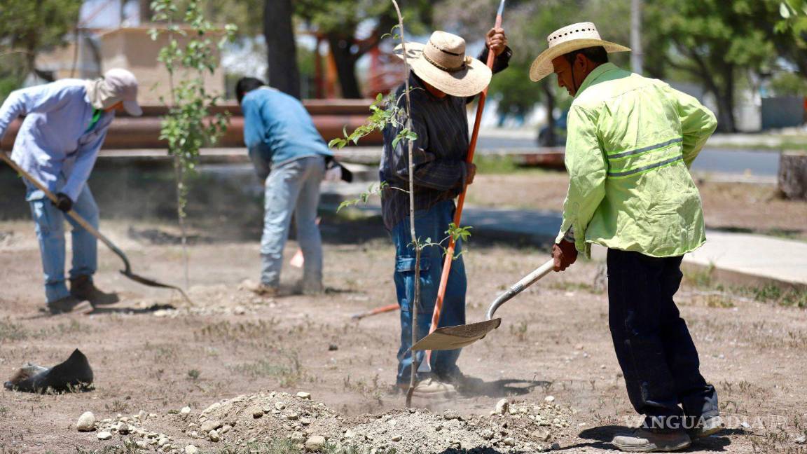 $!Se plantarán 8 mil árboles y plantas en plazas públicas e instituciones educativas, sumándose a los 28 mil ya plantados en áreas verdes municipales durante esta administración, dijo Chema Fraustro.