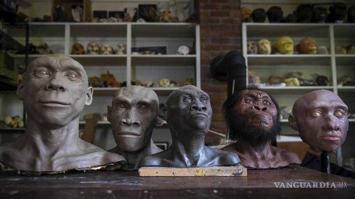 $!Bustos de neandertales y homínidos se alinean sobre una mesa en el estudio del paleoartista John Gurche en Trumansburg, Nueva York.