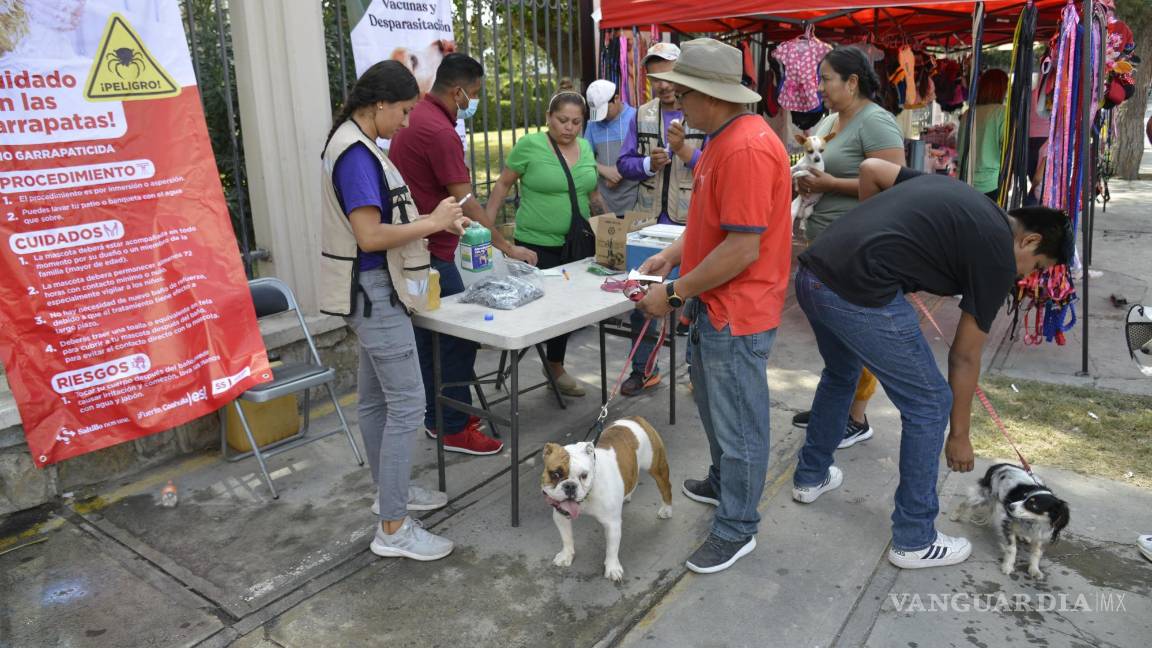 $!La campaña llegará a todas las colonias de Saltillo, incluyendo las del norte, donde se aplicará un baño con Byticol, un producto químico que elimina las garrapatas.