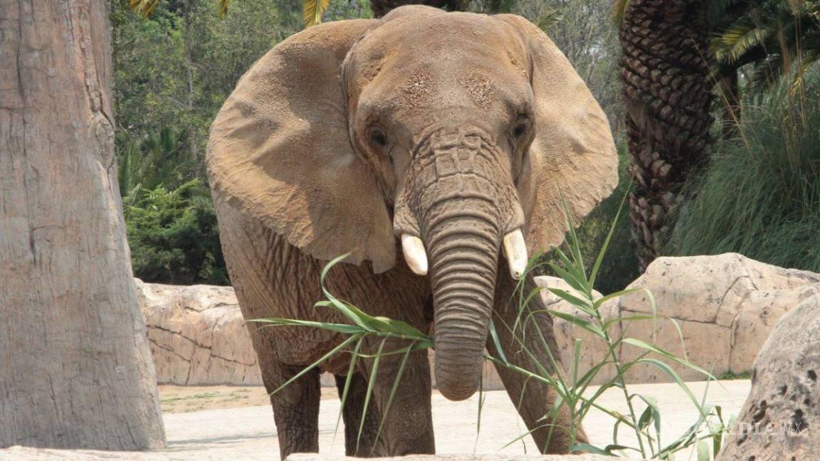 Elefanta Ely recibe cuidados adecuados en zoológico, determina juez
