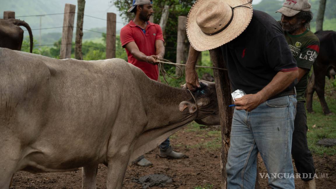 Registran en México 31 casos de miasis por gusano barrenador en humanos