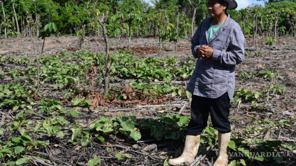 En 15 años, 5 millones de hectáreas sembradas menos: Inegi