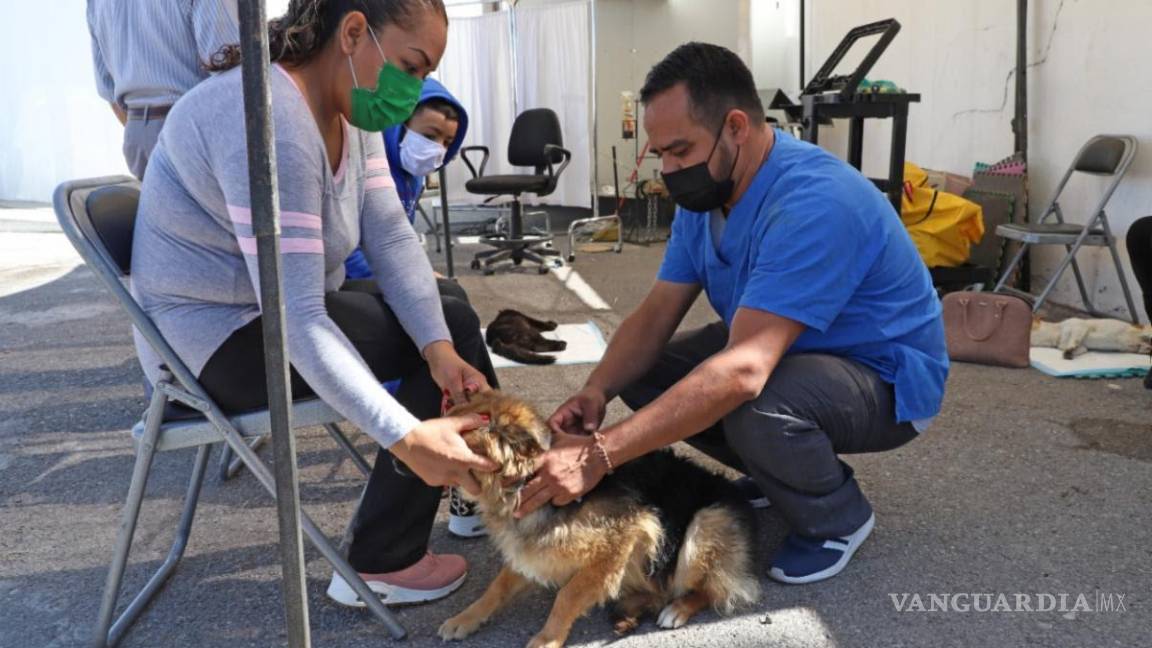 Sean dueños responsables y lleven a su mascota a las jornadas de esterilización en Saltillo