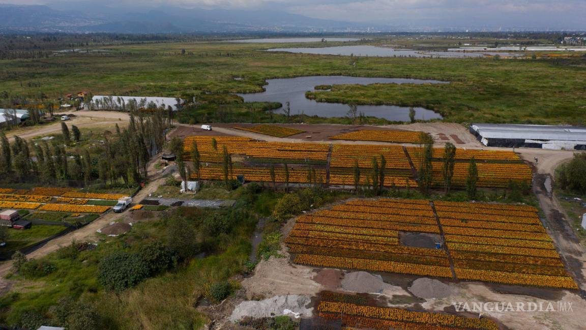 $!Vista de una de las chinampas de la siembra de la flor de cempasúchil en el vivero de San Luis Tlaxialtemalco, en la alcadía Xochimilco, CDMX.