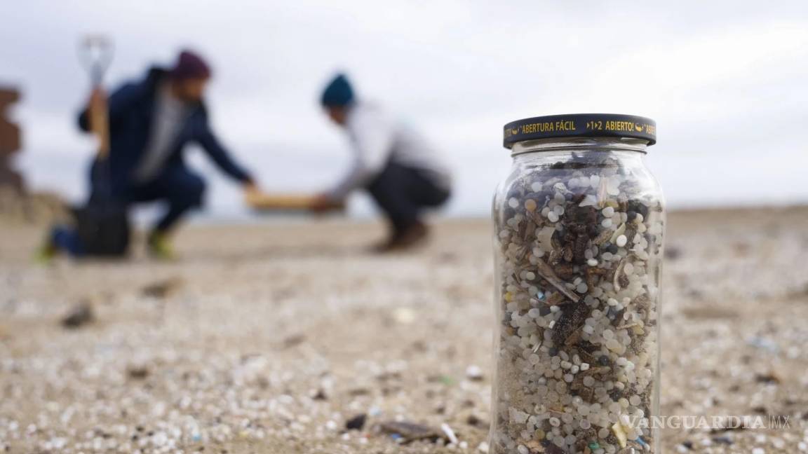 $!Los investigadores informaron de que la concentración media de microplásticos en 24 cerebros humanos de 2024 era de casi 5,000 microgramos por gramo.