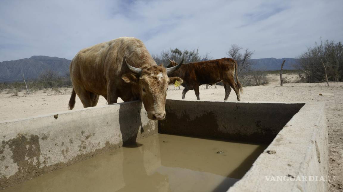 En Coahuila baja, por sequía extrema, 30% producción ganadera