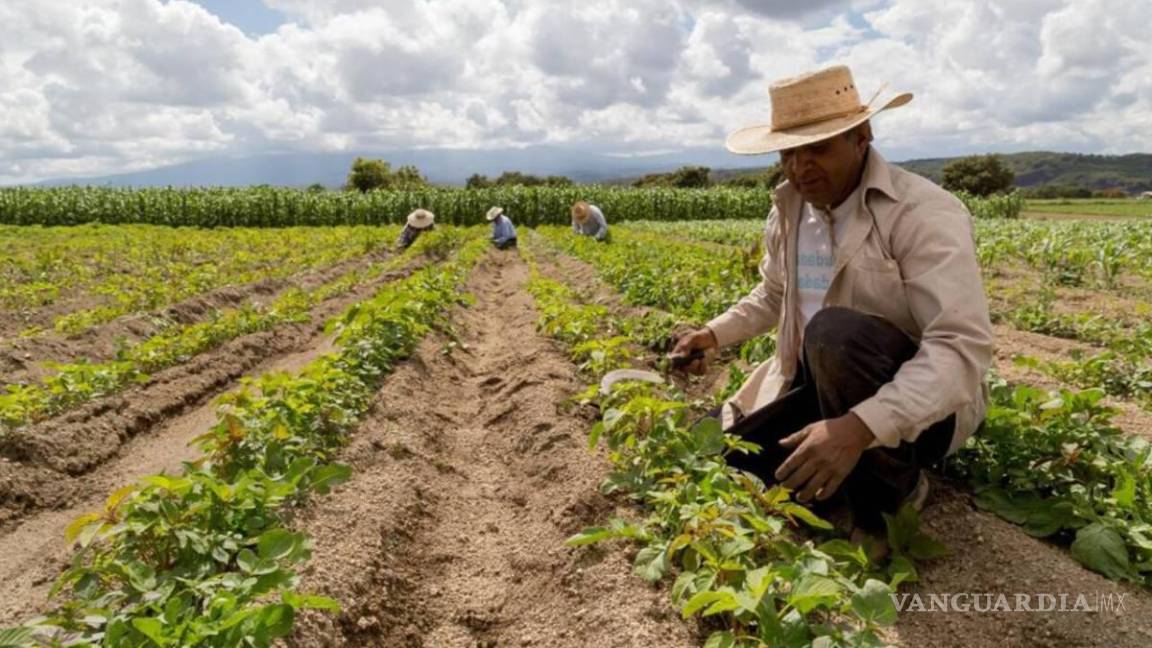 Contentos agricultores en la Región Norte de Coahuila; lluvia de dos pulgadas da esperanzas