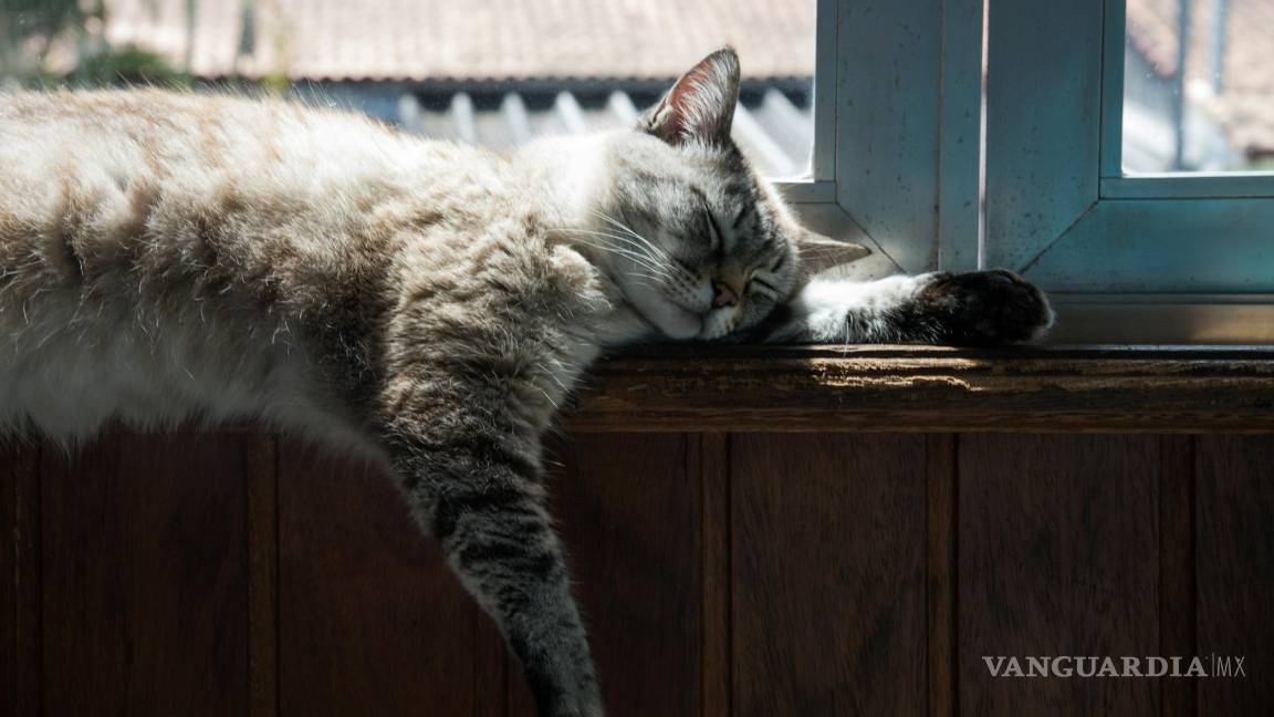 $!El 29 de octubre, día que fue propuesto por Collen Paige para generar conciencia sobre el abandono de gatos en las calles.