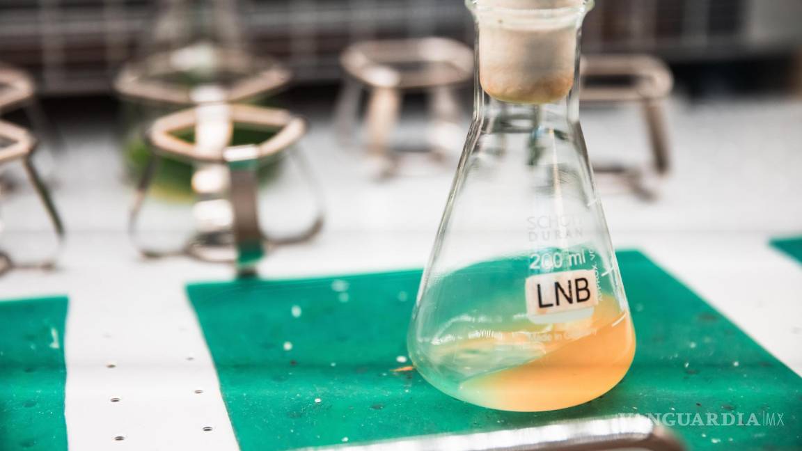 $!Recipiente de laboratorio con agua residual y E. coli.