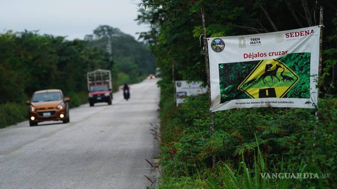 La selva de Calakmul, el nuevo foco rojo del Tren Maya