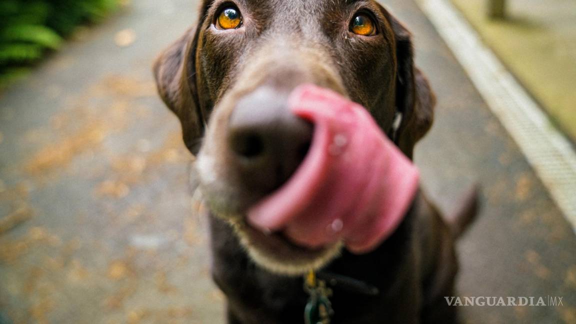 Una nueva enfermedad respiratoria afecta a los perros. Esto es lo que hay que saber
