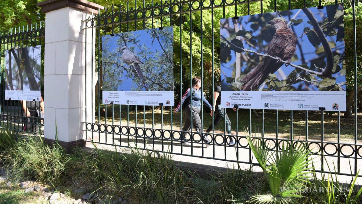 Se unen ambientalistas e invitan a ‘Exposición de Aves Urbanas’ en parque de Torreón