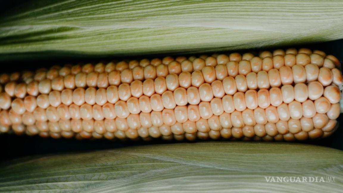 Solicita Estados Unidos consultas T-MEC contra México por maíz transgénico
