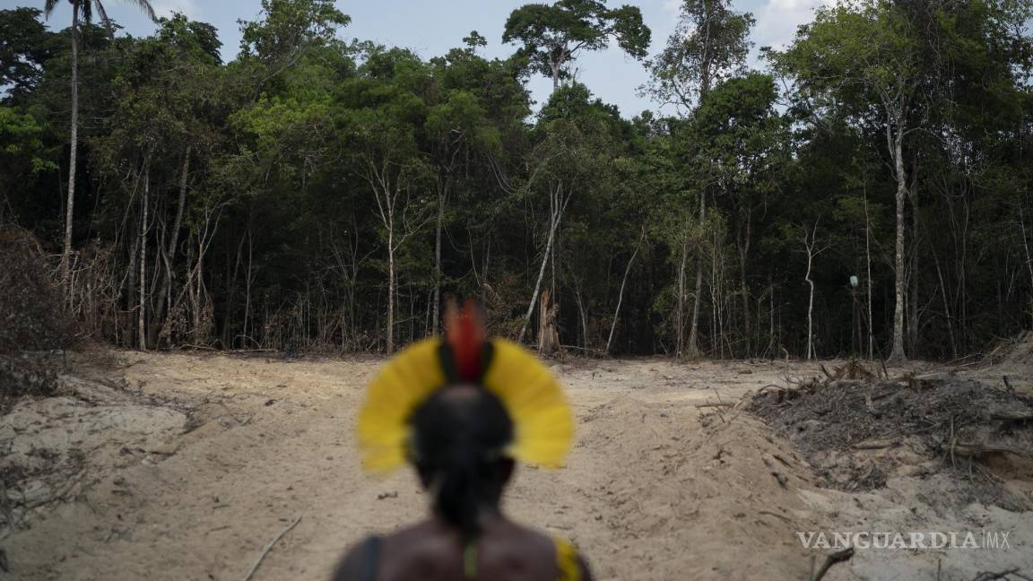 Brasil: Sufre el Amazonas récord de deforestación