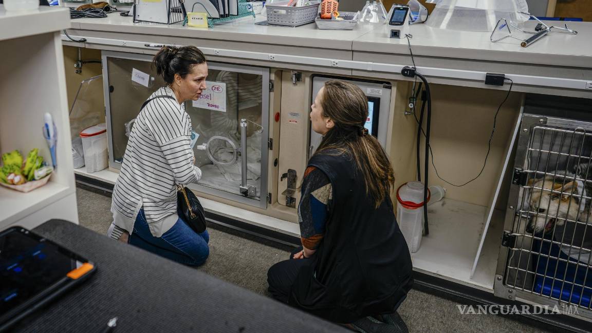 $!Maxwell es una trabajadora social veterinaria.