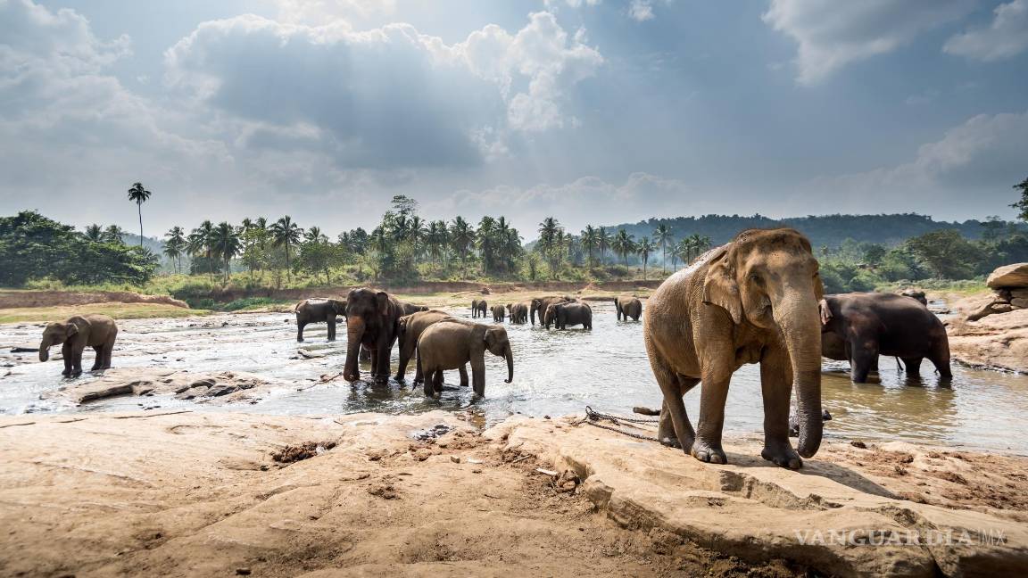 $!Paisaje con elefantes en Sri Lanka. Foto: Open Comunicación.