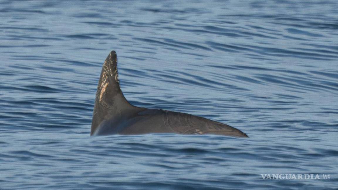 Llama organización WWF a redoblar esfuerzos para evitar la extinción de la vaquita marina en México