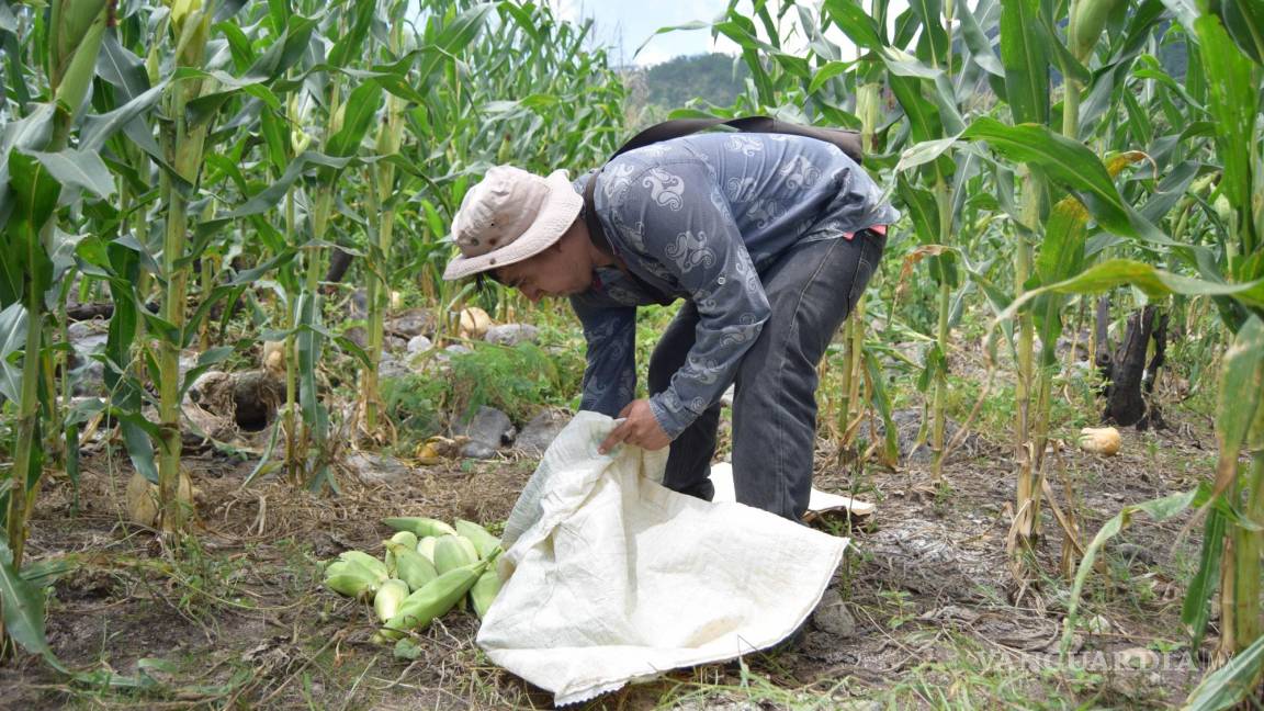 Se desploma 40% producción de maíz en México; importación alcanza récord