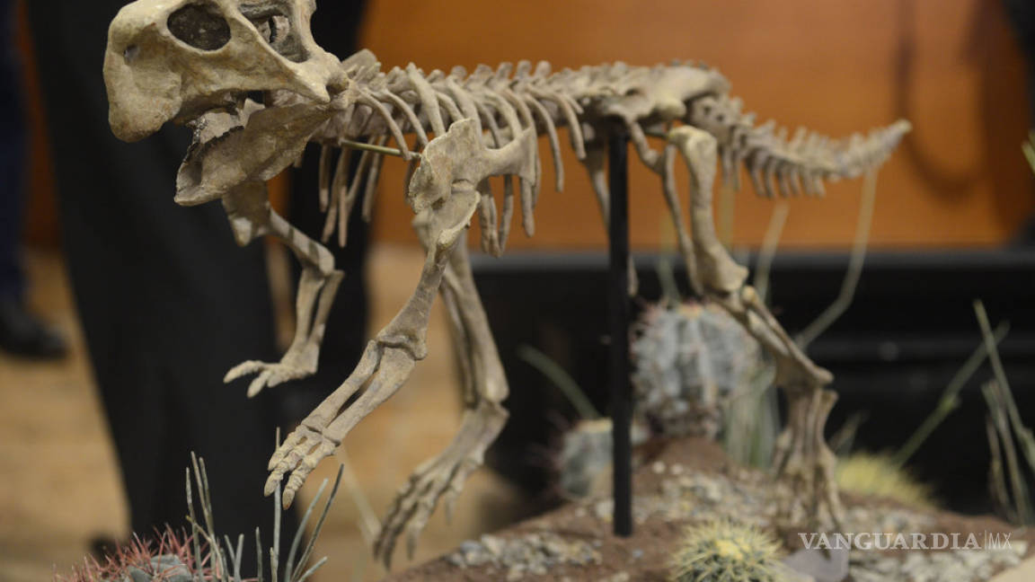 Hallazgo de dinosaurio en Coahuila impulsará el turismo