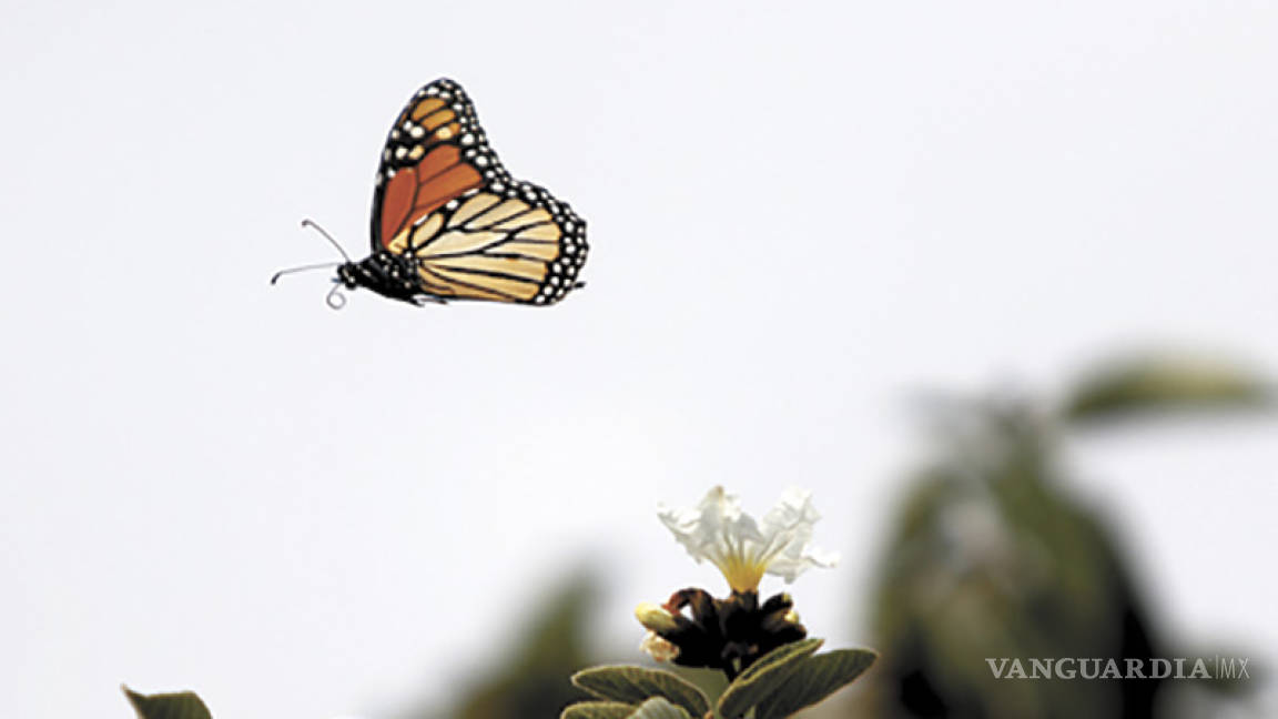 Cambio climático mata a la mariposa Monarca, dice México; científicos lo rechazan: es la tala