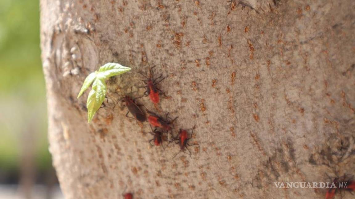$!Según el documento, los insectos permanecen en los árboles durante la primavera y el verano y “comen vegetación baja y semillas viejas que se encuentran en el suelo”.