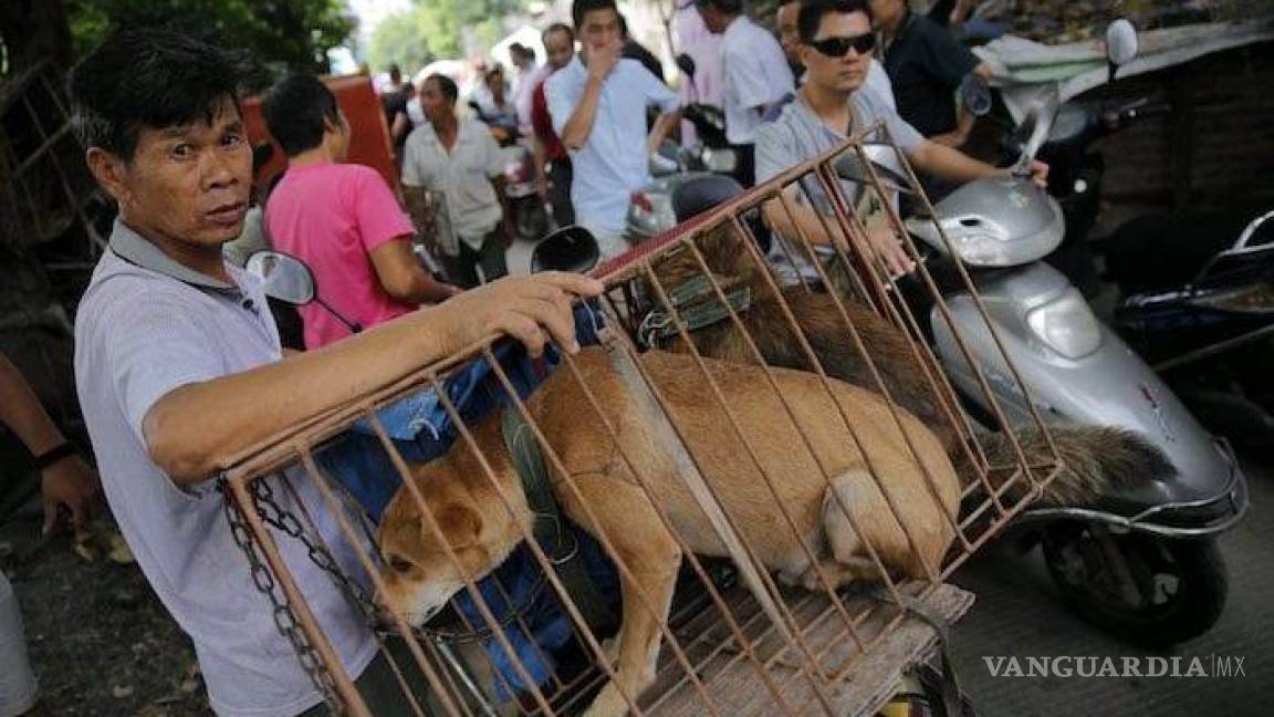 Mañana inicia la controvertida carnicería de perros en China