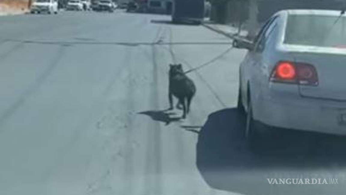 Saltillo: exhiben en redes a conductor que lleva a perrito corriendo desde auto en movimiento (video)