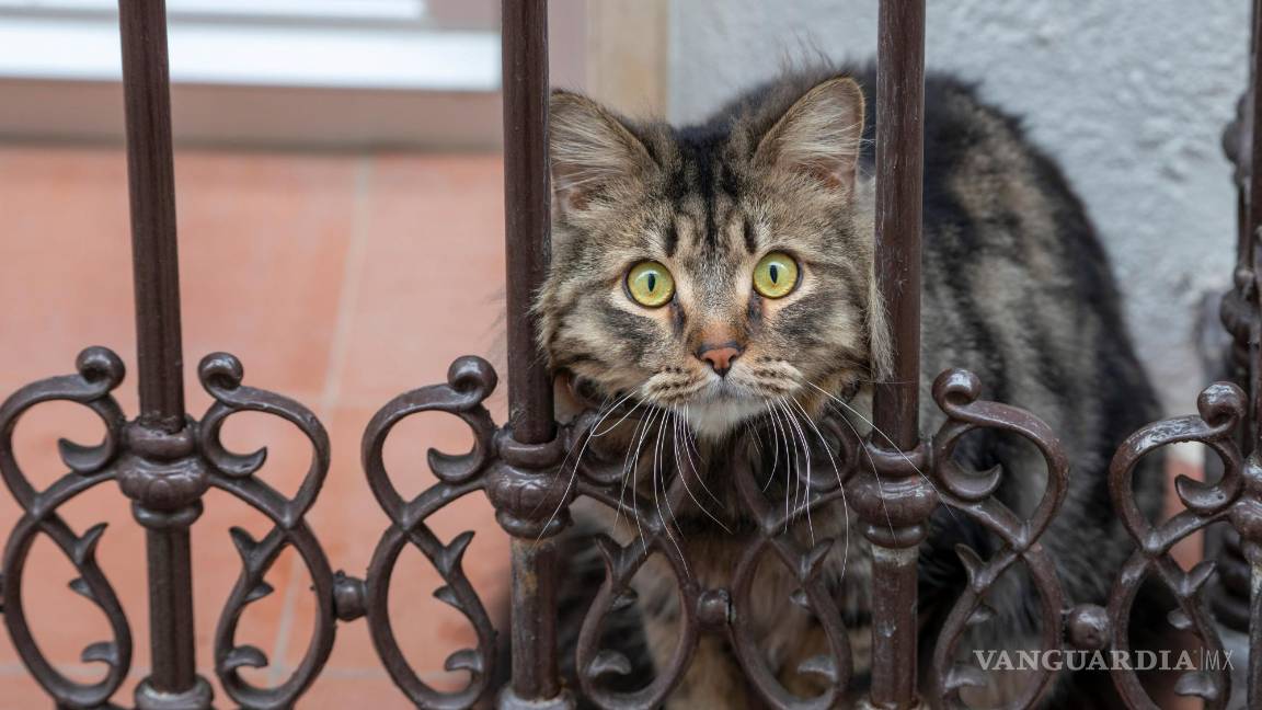 $!Un gato se asoma al balcón de una vivienda de Jaén, España. EFE/José Manuel Pedrosa