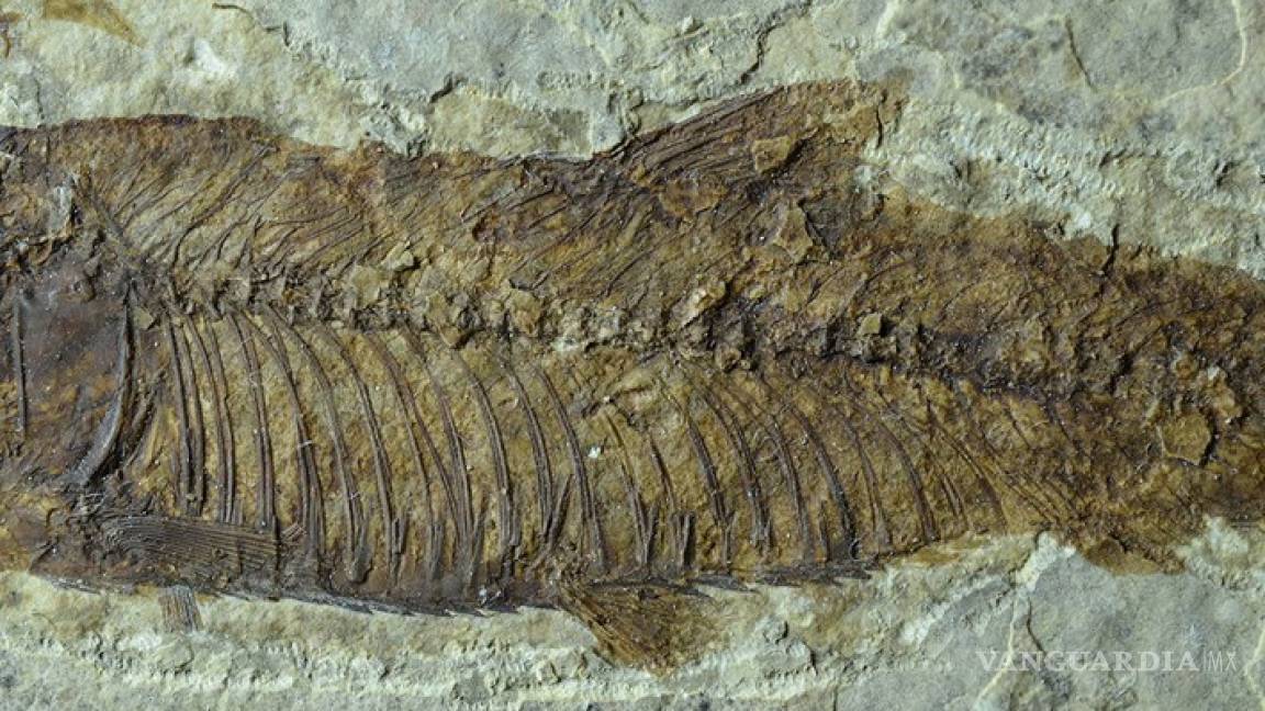 Hallan en Argentina el fósil más antiguo de América