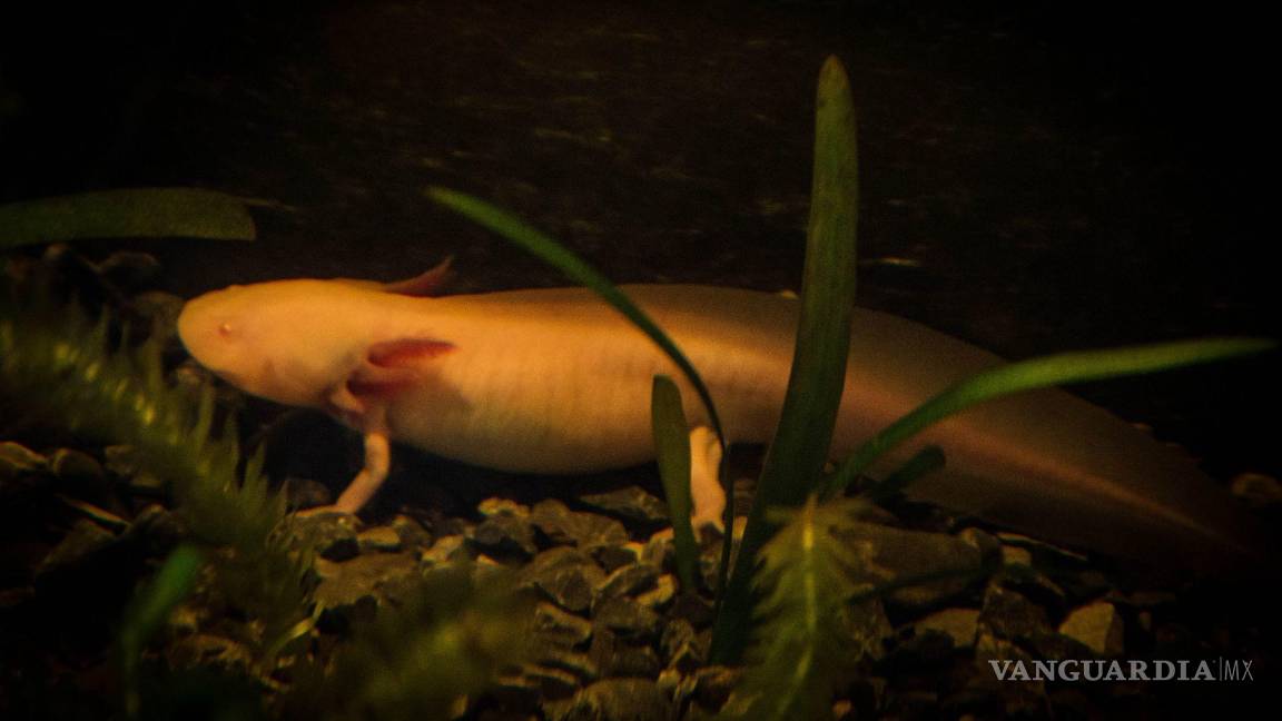 $!Inauguración de Anfibium: Museo del Axolote y Centro de Conservación de Anfibios en el Zoológico de Chapultepec en CDMX.