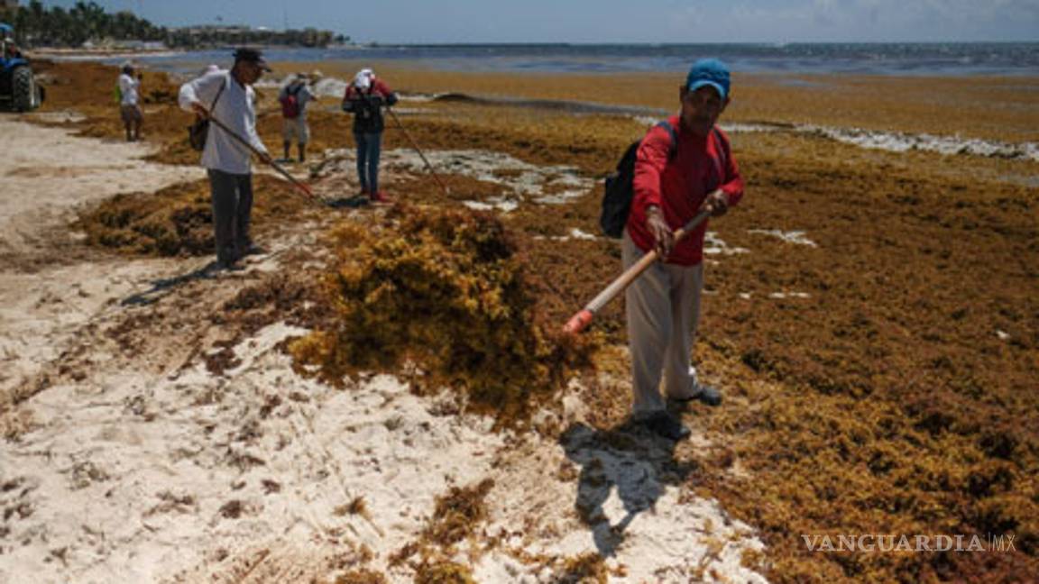 $!Sargazo le pegó al turismo en Quintana Roo