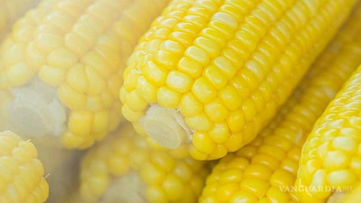 EU no presentó evidencia de que maíz transgénico no afecte la salud: México