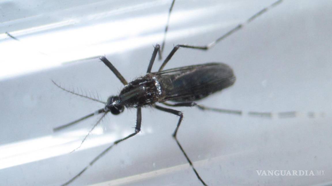 Confirman primer caso de Guillain-Barré por zika en México